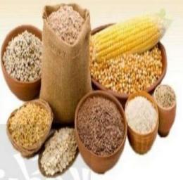 زكاة الفطر طهرة للصائمين وطعمة للمساكين